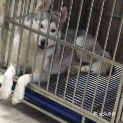 電話,地址,價(jià)格,營業(yè)時(shí)間 上海寵物