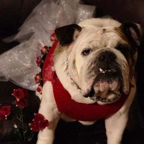 當(dāng)法斗和英斗都穿上裙子,一個是公主 另一個是主公