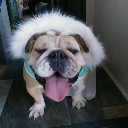 當(dāng)法斗和英斗都穿上裙子,一個是公主 另一個是主公